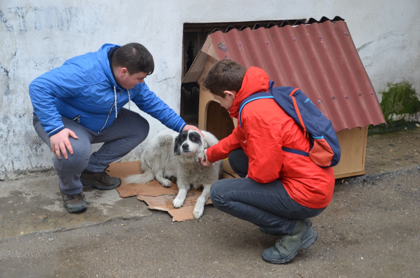 Sokak köpeği &quot;Karagöz�e&quot; esnaftan sıcak yuva DÜNYA