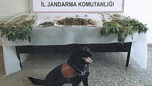 Sinop’ta uyuşturucu operasyonu!