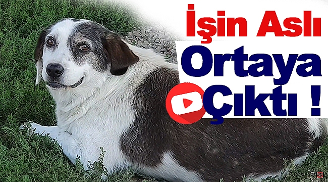 ÖLDÜ DENİLEN KÖPEKLER YAŞIYOR!