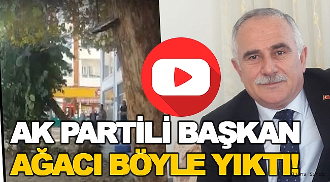 BAŞKANIN AĞAÇ KATLİAMI KAMERAYA YANSIDI!