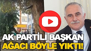 BAŞKANIN AĞAÇ KATLİAMI KAMERAYA YANSIDI!