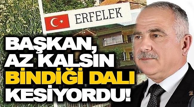 SON ANDA FARK EDİLDİ, O AĞAÇ KÜLTÜR MİRASI ÇIKTI!