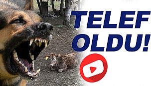 KÖPEK SALDIRISI SONUCU TELEF OLDU!