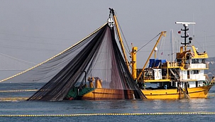 İSTANBUL BOĞAZI VE KARADENİZ'DE HAMSİ AVI 10 GÜN BOYUNCA YASAKLANDI