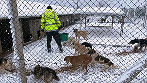 KALPLERİ SOKAKTA ATIYOR!