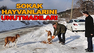 SOKAK HAYVANLARINI UNUTMADILAR!