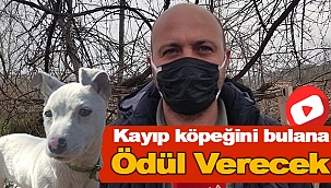 KAYIP KÖPEĞİNİ BULANA PARA ÖDÜLÜ VERECEK