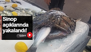 Yırtıcılığı ile biliyor!