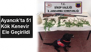 AYANCIK'TA 51 KÖK KENEVİR ELE GEÇİRİLDİ