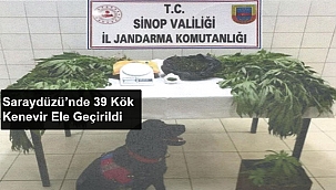 SARAYDÜZÜ’NDE 39 KÖK KENEVİR ELE GEÇİRİLDİ