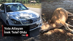 YOLA ATLAYAN İNEK TELEF OLDU
