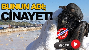 Sinop’ta deniz kirliliği