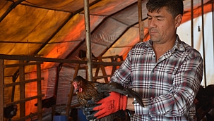 Afgan Ramazani Sinop'ta yumurta üretimi yapıyor