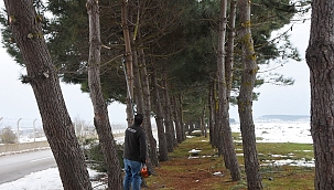 Sinop Belediyesi'nden devrilen ağaçlara müdahale