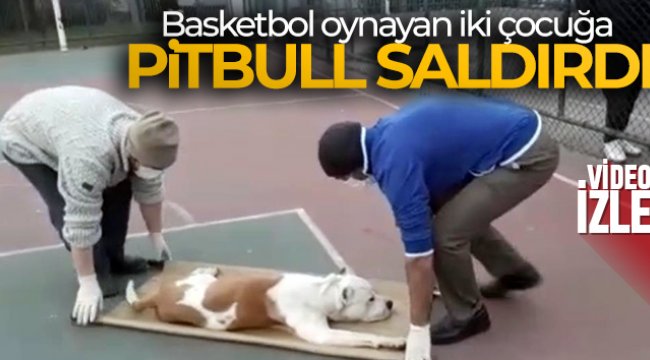 Sultangazi'de basketbol oynayan iki çocuğa pitbull cinsi köpek saldırdı