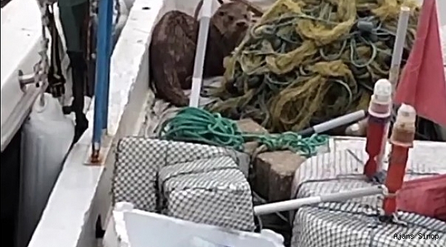 Nesli tükenmekte olan su samuru kameraya yakalandı