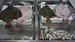 Sinop'ta kalkan balığının kilosu 300 TL'den satılıyor