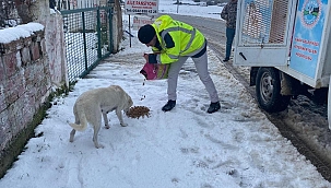 Sinop'ta sokak hayvanlarına mama
