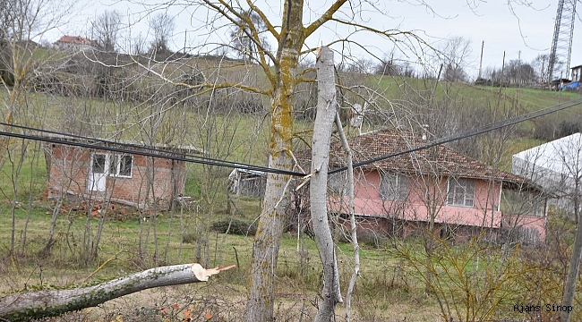 Yıkılan ağaç telefon tellerine zarar verdi