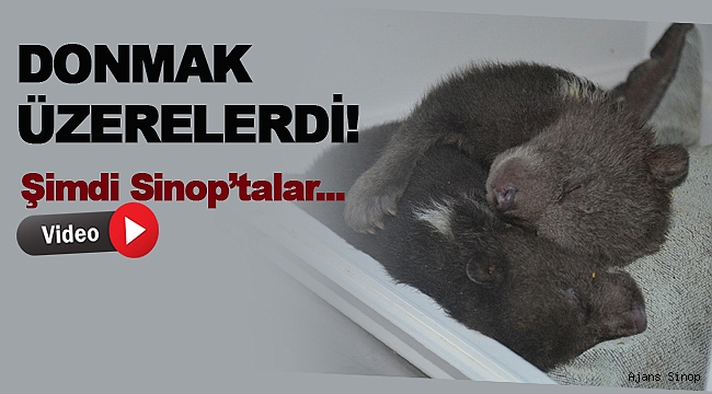 Donmak üzereyken bulunan yavru ayılar Sinop'ta tedavi altına alındı
