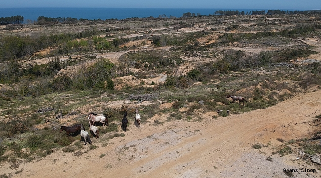 DRON GÖREN YILKI ATLARININ ŞAŞKINLIĞI