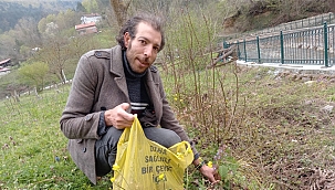 Sinop’ta baharın habercisi olan “zılbıt” zamanı