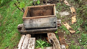 Ayılar, evin yanındaki arı kovanlarını parçaladı