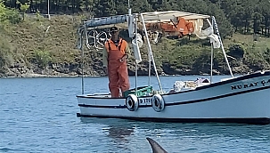 Balıkçı, tekneye yanaşan yunusu besledi
