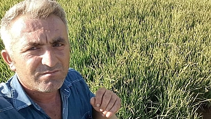 KESTİĞİ AĞACIN ALTINDA CAN VERDİ