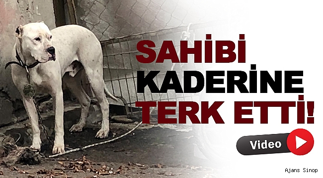  Yasaklı ırk köpeği direğe bağlayıp kaçtılar