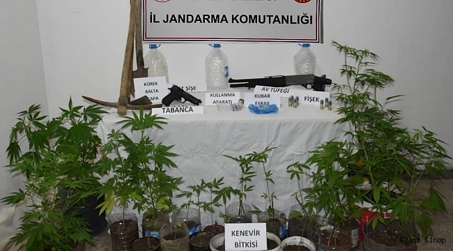 Sinop'ta yasa dışı kenevir yetiştiren 2 şahıs yakalandı
