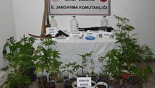 Sinop'ta yasa dışı kenevir yetiştiren 2 şahıs yakalandı