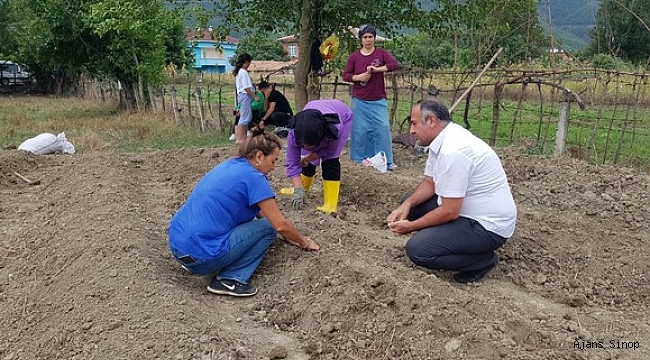 Sinop'ta 3 ilçede safran bitkisi dikildi