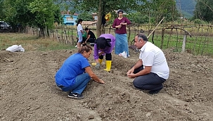 Sinop'ta 3 ilçede safran bitkisi dikildi