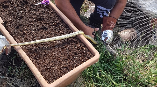 Sinop'ta ağa takılan yılan kurtarıldı