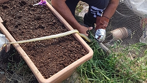 Sinop'ta ağa takılan yılan kurtarıldı