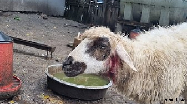 Sinop'ta başıboş köpek dehşeti: 4 koyun telef oldu