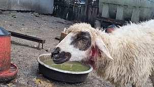 Sinop'ta başıboş köpek dehşeti: 4 koyun telef oldu