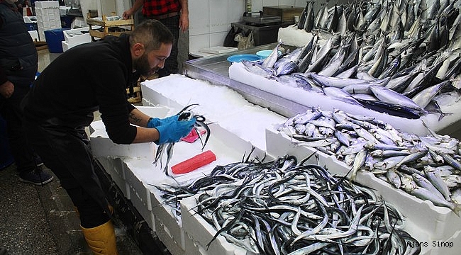 Fosforuyla ünlü zargana balığı kilosu 60 liradan satılıyor