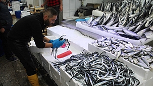Fosforuyla ünlü zargana balığı kilosu 60 liradan satılıyor