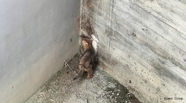 İnşaat alanında mahsur kalan çakal kurtarıldı