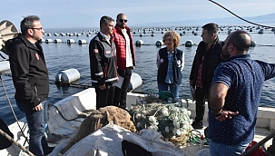 Karadeniz'de ilk defa midye yetiştiriciliği Sinop'ta başladı