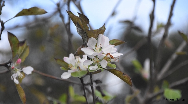 Sinop'ta kış öncesi elma ağaçları çiçek açtı