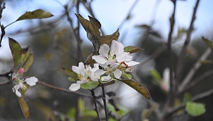 Sinop'ta kış öncesi elma ağaçları çiçek açtı
