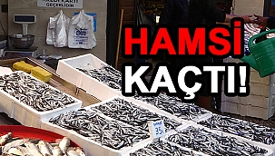 HAMSİ TRABZONA KAÇTI!