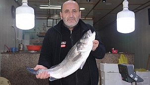 Karadeniz'de 4,5 kiloluk levrek avlandı