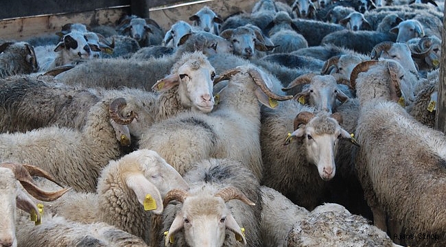 Sinop'ta bir gecede 50 koyunu araca yükleyip çaldılar