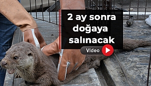 Sinop'ta yaralı halde bulunan su samuru tedavi altında