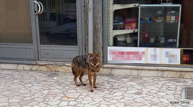 Aç kalan çakal şehre indi