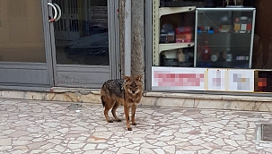 Aç kalan çakal şehre indi